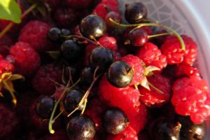 Rezept: Waldbeeren Shake Rezept: Waldbeeren Shake